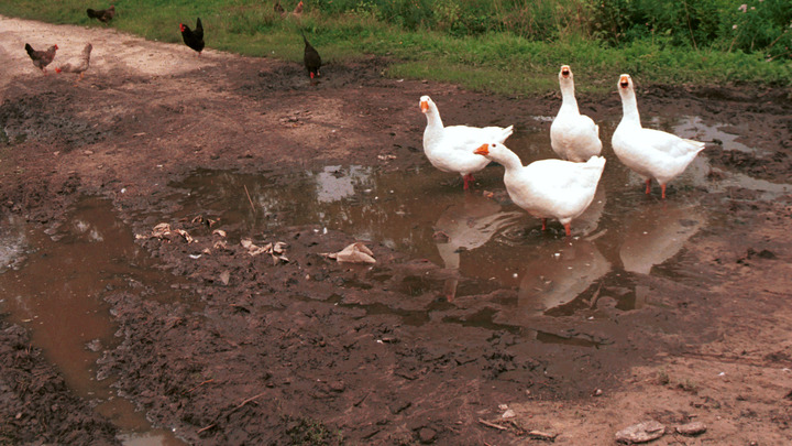 Очередное враньё чиновников: Многодетным выделили землю с фекальными фонтанами
