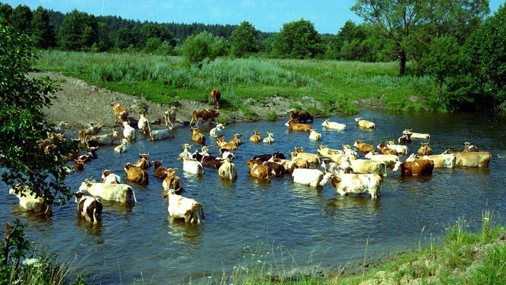 Нижегородские полицейские спасли пастуха, застрелив разъярённого быка