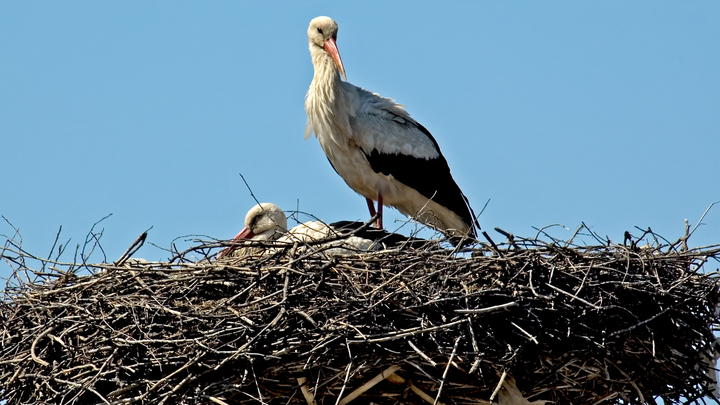Народные приметы на 19 марта — Константинов день: почему нельзя попусту тратить воду