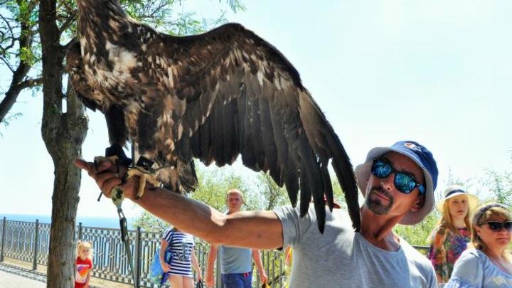 В Анапе у нелегальных фотографов изъяли двух краснокнижных птиц