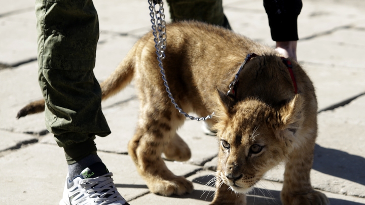 В Петербурге суд забрал львёнка у хозяйки, которая зарабатывала на нём: Хищник - это не реквизит