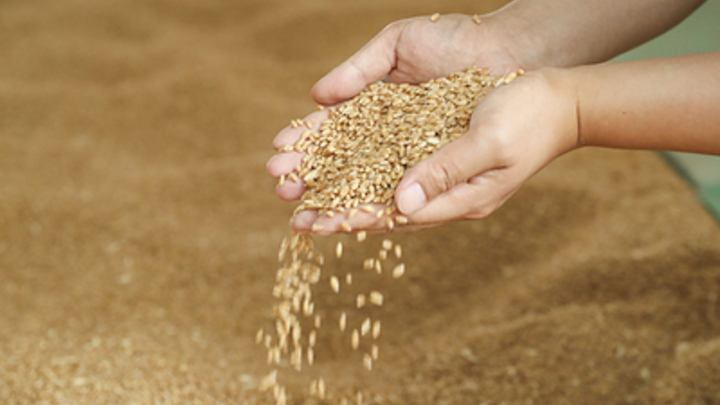 Первая баржа с зерном готова к отправке из порта Бердянска — ВГА Запорожской области