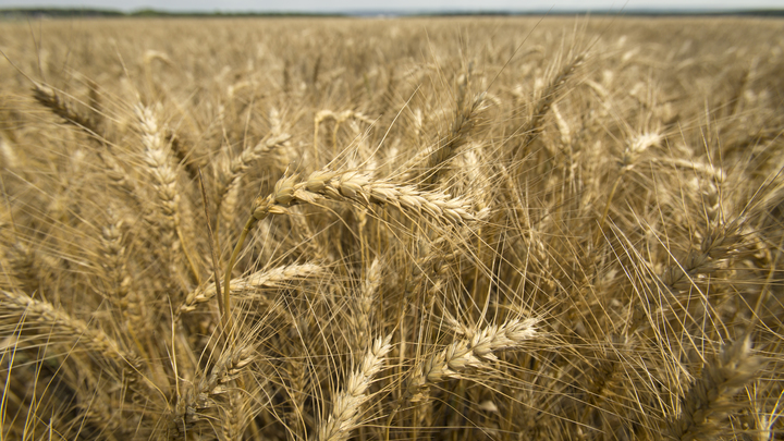 Прием документов на выплату субсидий аграриям Херсонской области стартует 13 марта