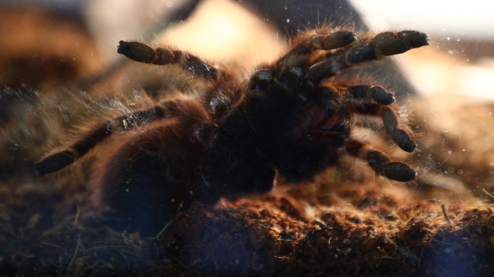 К чему снятся пауки женщине