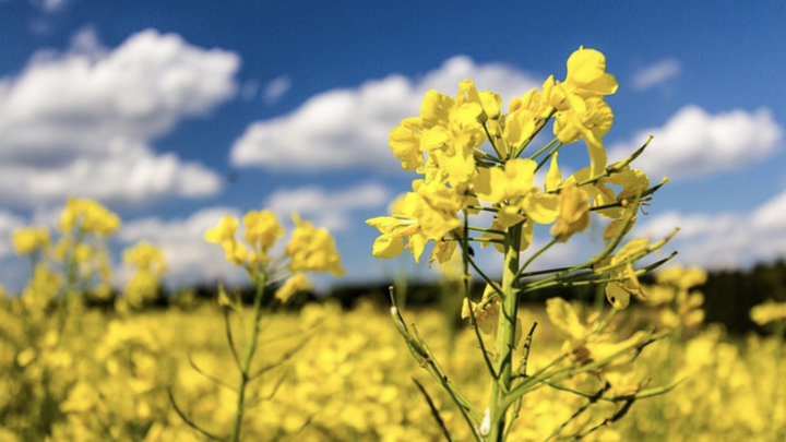 Кубань за прошлый год в три раза увеличила экспорт рапсового масла в Китай