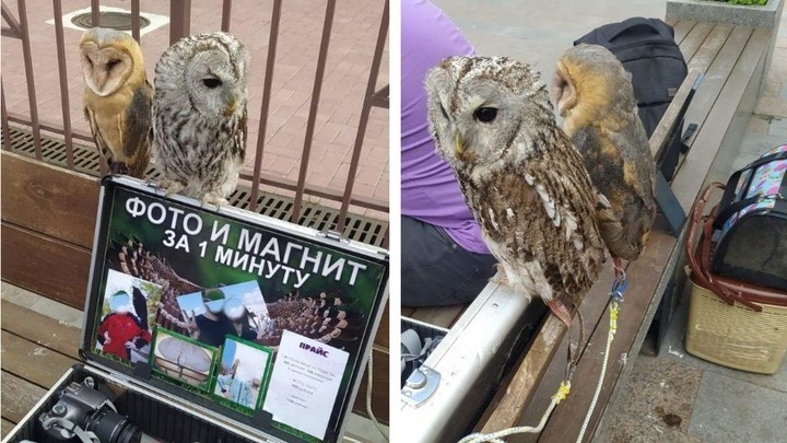 В Челябинске зоомучители предлагали фото с хищной птицей из Красной книги