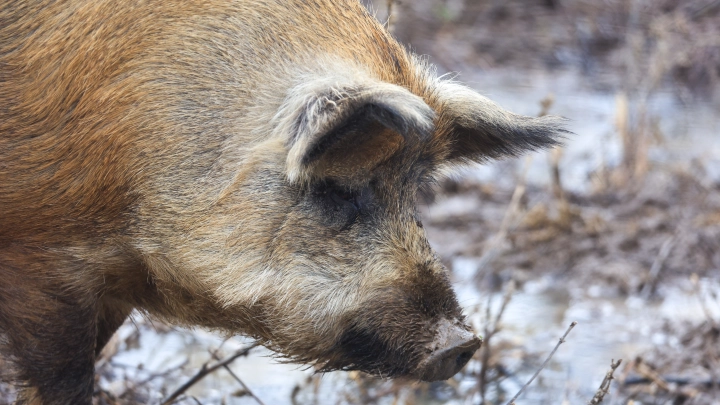 Мясо некуда девать: Эстония планирует подсадить ВСУ на консервы из диких кабанов