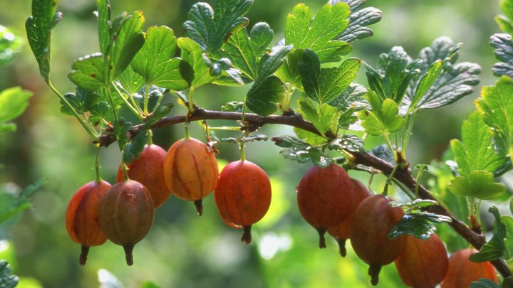 Уральские селекционеры вывели сорт крыжовника, устойчивый к морозам под 40 градусов