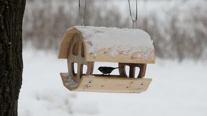 12 ноября Синичкин день в честь священномученика Зиновия: что нельзя делать по народным приметам