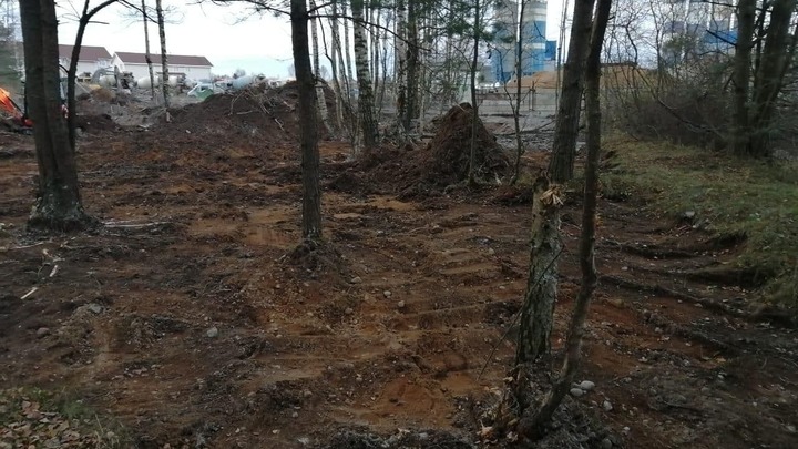 Лес, забетонированный в Ленинградской области, восстановят