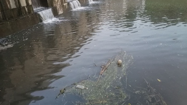 Почистили и отчитались, но осадок остался: Дудергофский канал Петербурга снова в водорослях и грязи