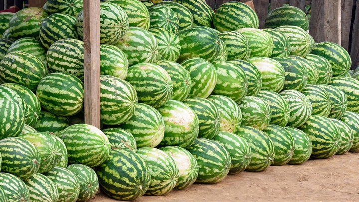 Сезон открыт: южноуральцам официально разрешили есть арбузы