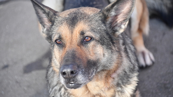 В Мелитополе служебная собака обнаружила неразорвавшийся 152 мм снаряд