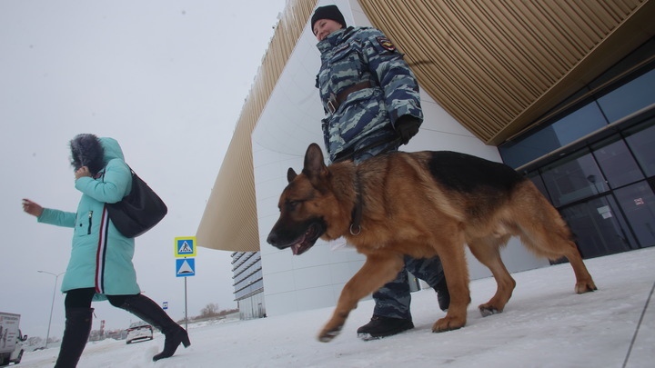 Полицейская собака набросилась на ребенка в аэропорту «Пулково»