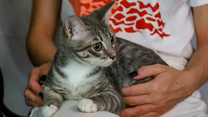 Ученые предупреждают: владельцам кошек грозит шизофрения