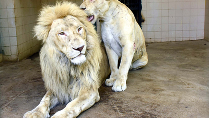 Крымский сафари-парк Тайган обвинили в мучительном убийстве львов - СМИ
