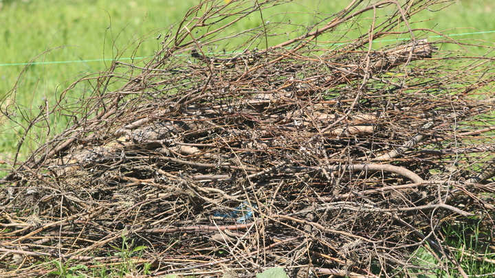 Жителей Краснодара приглашают принять участие в субботнике на Всесвятском кладбище