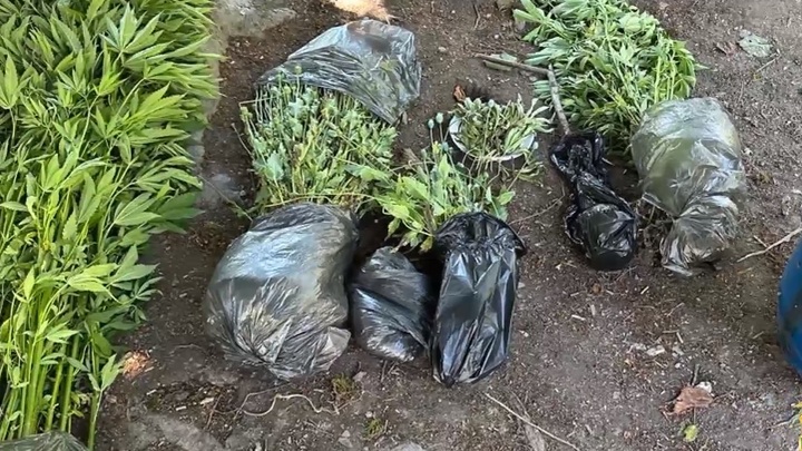 Сочинский пчеловод на своей пасеке выращивал коноплю и мак