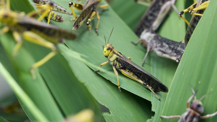 Пять с половиной миллионов долларов отпущено в Казахстане на противостояние казни египетской