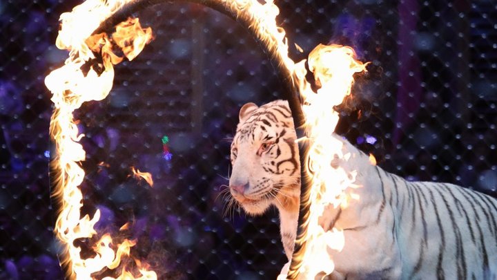 Это вызов: Украинские цирки лишатся всех животных через год