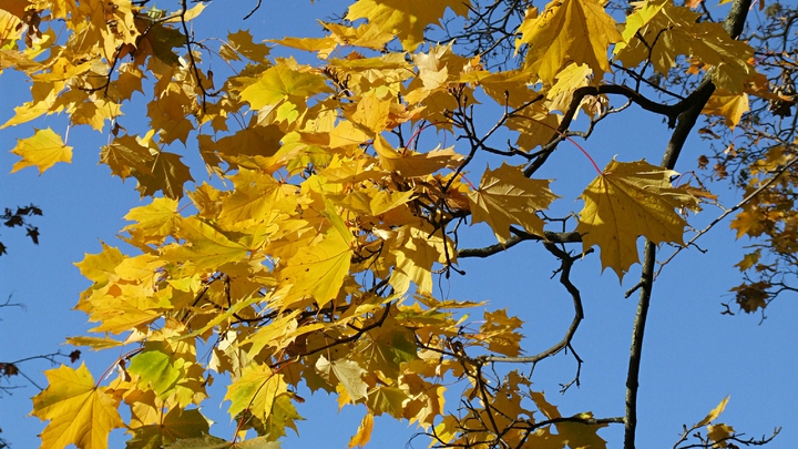 Осеннюю идиллию подпортит плотный ветер: жителям Петербурга тёплое воскресенье