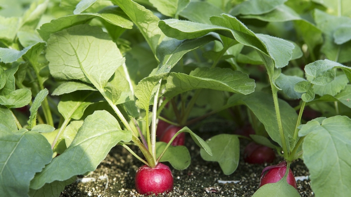Этот весенний корнеплод защитит от рака и поддержит гормональный фон