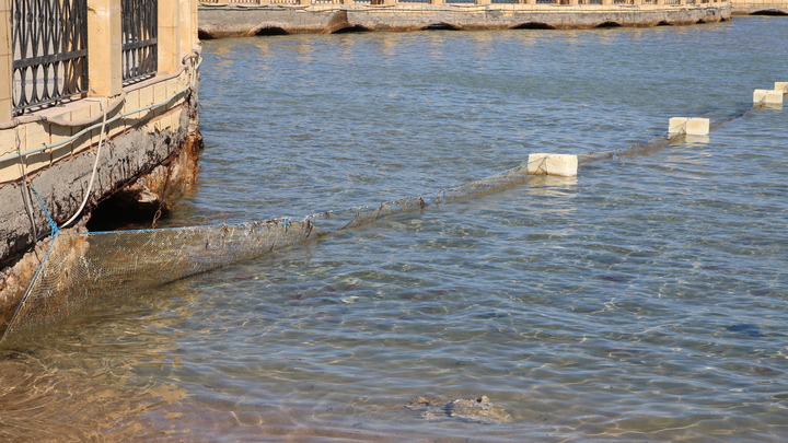Трёхметровая акула напала на девушку в Египте