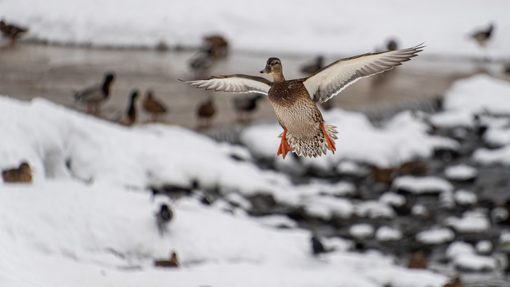 Спасатели в Нижнем Тагиле еле успели спасти детей, бегавших по тонкому льду озера