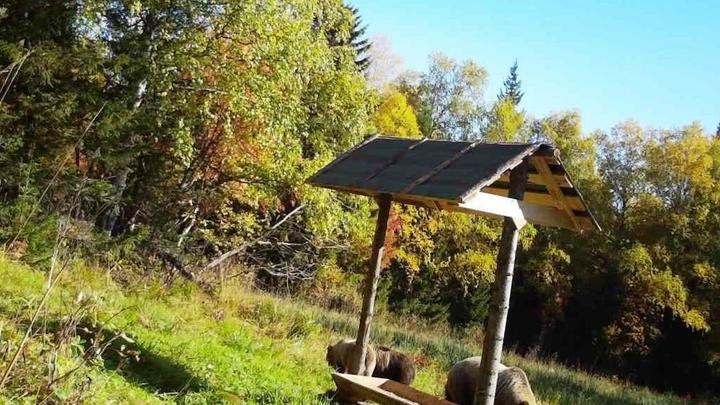 Фотоловушка засекла в столовой Таганая трех медведей