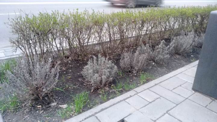 В центре Ростова погибла от засухи лаванда, которую закупили за 1,3 млн рублей