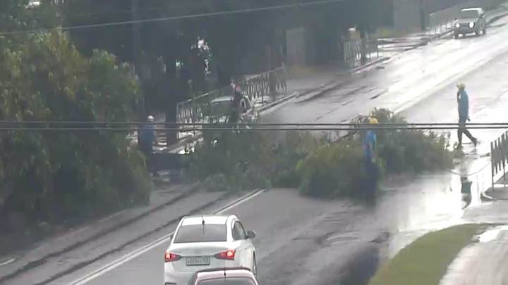 В Краснодаре на дорогу упало дерево во время ливня