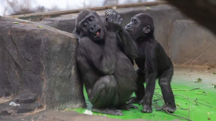 Что незаконного следователи нашли ночью в Ленинградском зоопарке