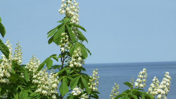 На четвереньках или в три погибели: в Сочи туристы не смогли нормально выйти с яхты после прогулки
