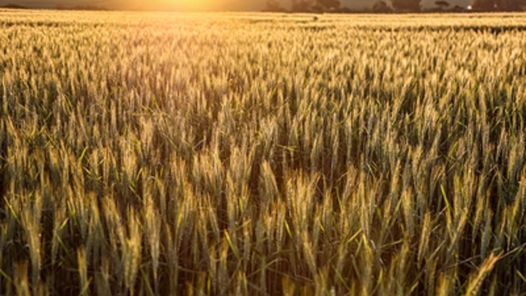 Урожайность 2021. Урожай пшеницы. Урожай зерновых в России в 2021. 300 Тонн зерна. Урожайность пшеницы 2021.