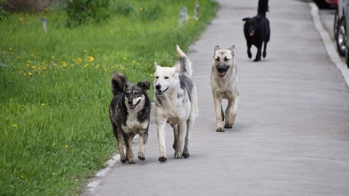 В Краснодаре с начала года стерилизовали более 500 бродячих собак