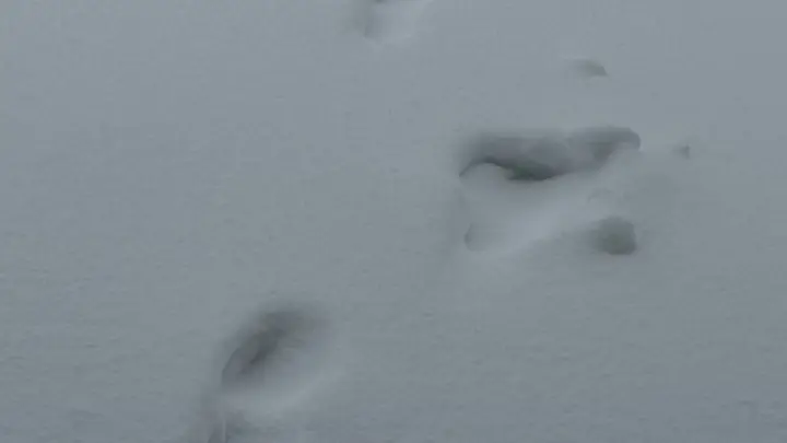 Москву завалило снегом, а сугробы побьют рекорд 1994 года