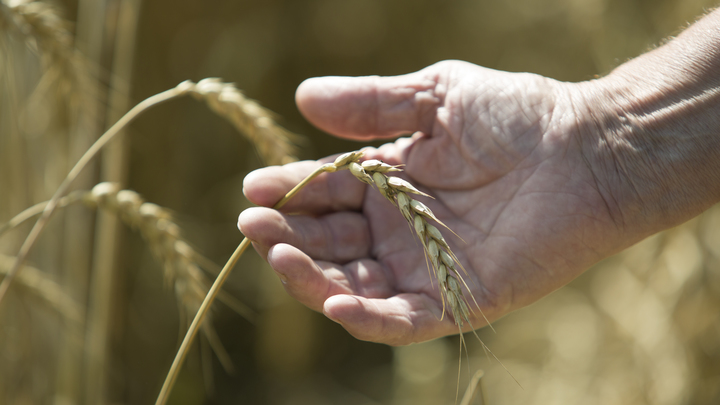 Пекин проигнорировал прекращение зерновой сделки – МИД России