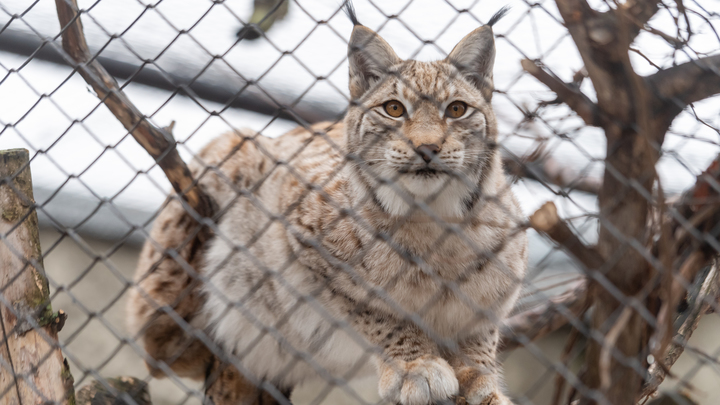 Нарушение на нарушении: самарцы могут останутся без зоопарка