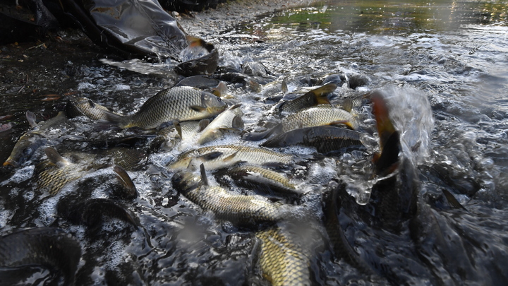 В Свердловской области в пруд выпустили три тысячи мальков рыб-мелиораторов