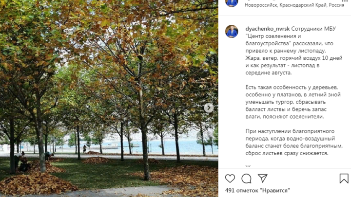 Листопад в середине августа: В Новороссийске раньше срока наступила осень