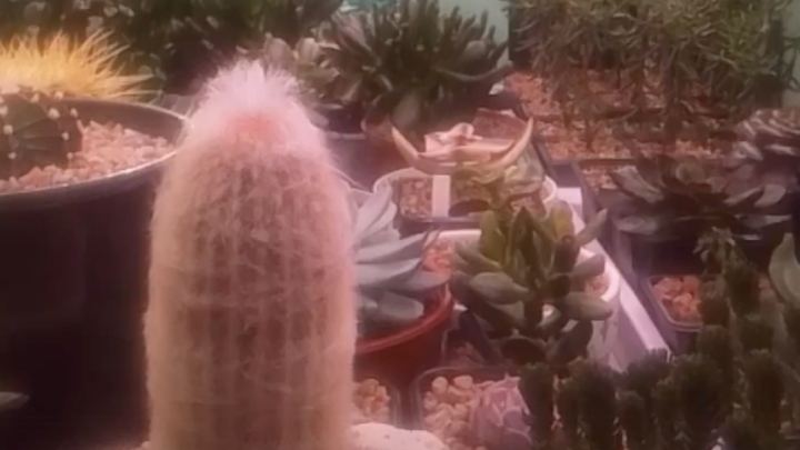 Молодого преподавателя уволили из колледжа за кактус на 8 Марта