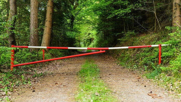 На Кубани перед Новым годом усилят контроль за вырубкой хвои