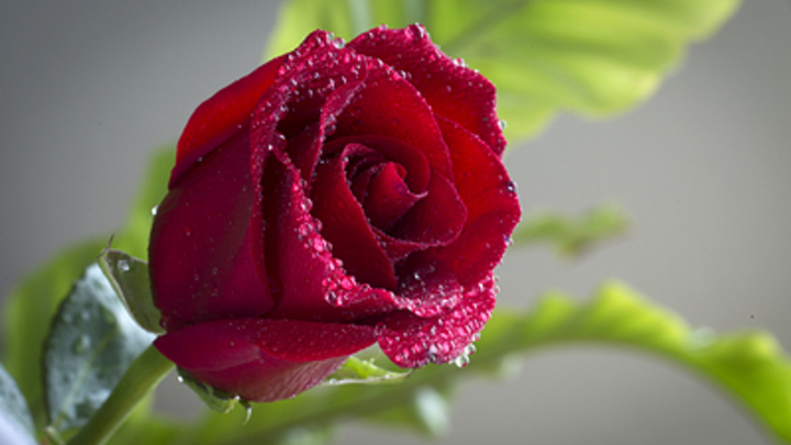 Как хранить саженцы роз: Садовод предостерегла от двух частых ошибок