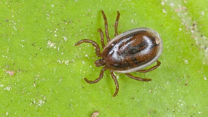 Клещей втрое больше прошлогоднего: правда ли, что они нападают на носителей 1 группы крови