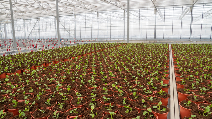 Какие товары из России Запад не готов запретить? Экономист назвала санкционную артиллерию