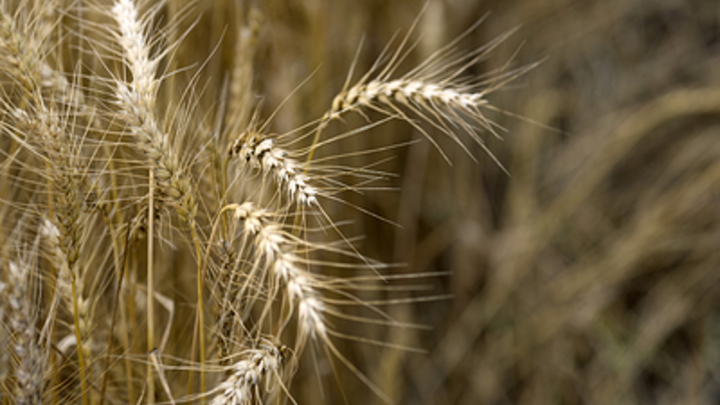 Из порта Черноморск вышло судно с украинским зерном