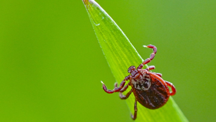 Заслуженный спасатель России предложил дешёвое средство защиты от клещей