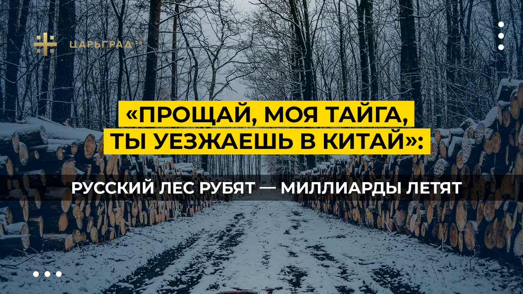 Лесоповал Прощай Тайга. Прощай Тайга песня. Прости Тайга.