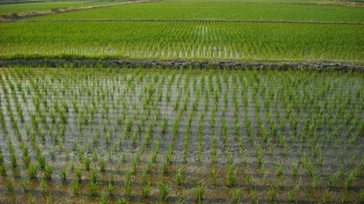 Стали известны районы Кубани с наибольшей урожайностью риса