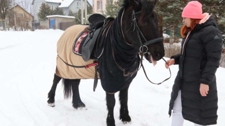 В Иванове узаконили катание на лошадях